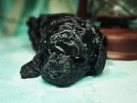 Stormy, a female Cockapoo for sale in Indiahoma, OK – Photo 2 of 3
