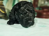 Stormy, a female Cockapoo for sale in Indiahoma, OK – Photo 1 of 3