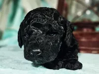 Stormy, a female Cockapoo for sale in Indiahoma, OK – Photo 3 of 3