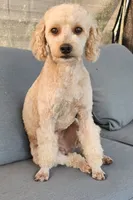 Dino, a male Poodle - Miniature  for sale in Indiahoma, OK – 2 of 2
