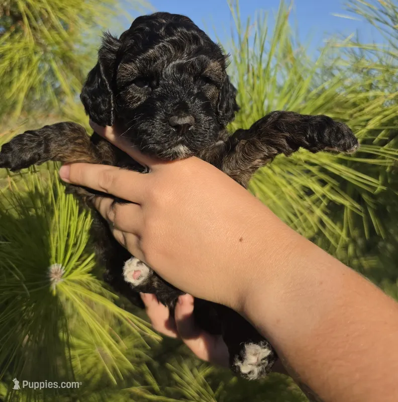 Anna – Cockapoo puppy for sale in Indiahoma, OK