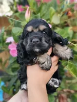 Dixie, a female Cocker Spaniel for sale in Indiahoma, OK – 2 of 2