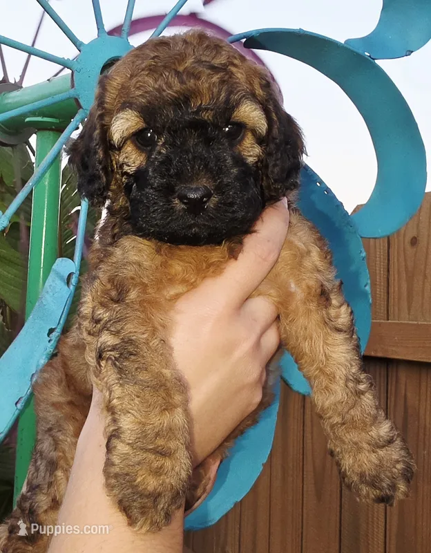Lilo – Cockapoo puppy for sale in Indiahoma, OK