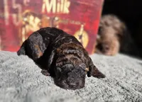 Anna, a female Cockapoo for sale in Indiahoma, OK – 3 of 3
