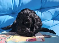 Storm, a male Cockapoo for sale in Indiahoma, OK – 9 of 10