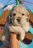 Marlin, a male Cockapoo for sale in Indiahoma, OK – 2 of 3