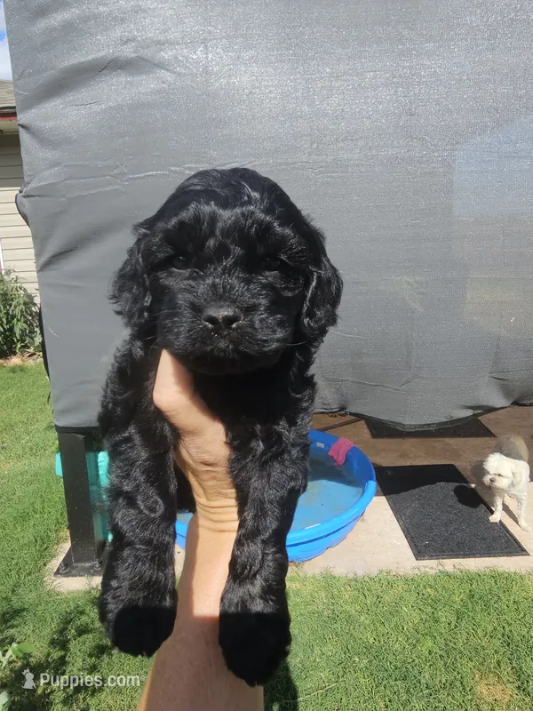 Anchor – Cockapoo puppy for sale in Indiahoma, OK