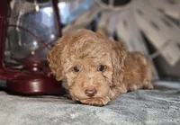 Harvest, a male Poodle - Miniature  for sale in Indiahoma, OK – Photo 2 of 3