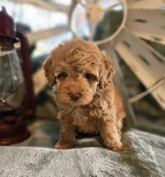 Harvest, a male Poodle - Miniature  for sale in Indiahoma, OK – Photo 1 of 3