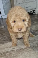 Harvest, a male Poodle - Miniature  for sale in Indiahoma, OK – Photo 3 of 3