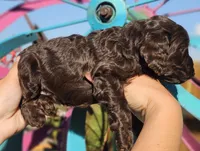 Jetty, a female Cockapoo for sale in Indiahoma, OK – 1 of 5