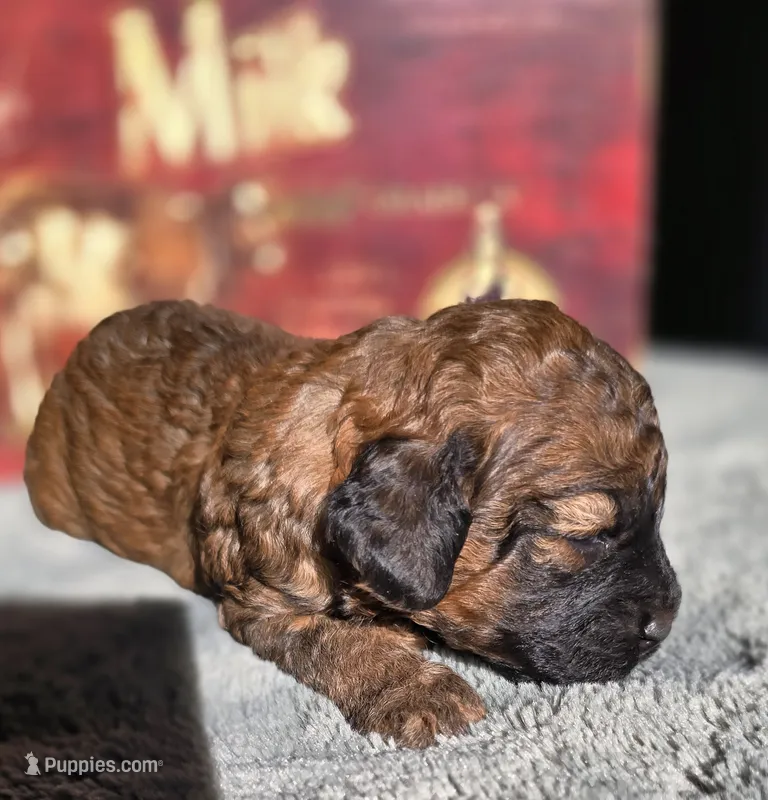 Lilo – Cockapoo puppy for sale in Indiahoma, OK