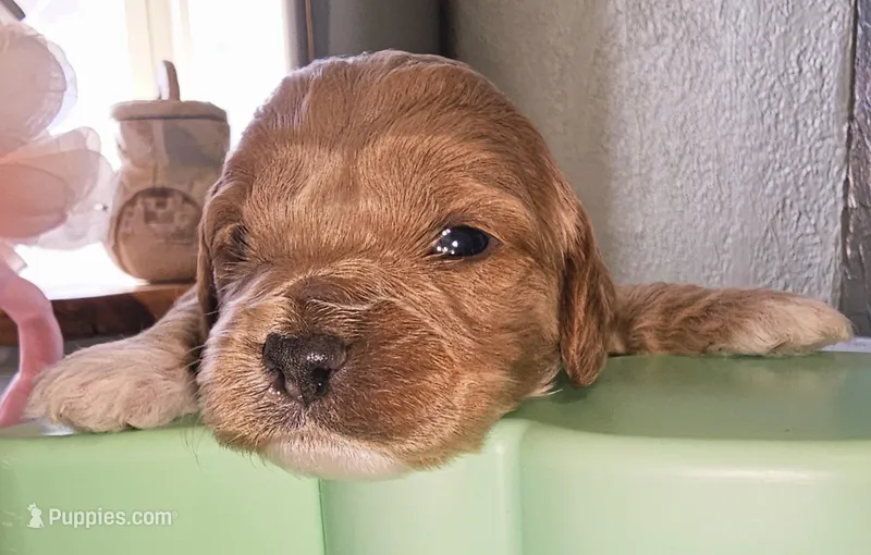 Dogzilla – Cockapoo puppy for sale in Indiahoma, OK
