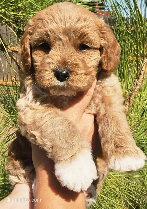 Dogzilla – Cockapoo puppy for sale in Indiahoma, OK