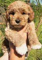Dogzilla, a male Cockapoo for sale in Indiahoma, OK – 3 of 5