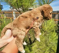 Dogzilla, a male Cockapoo for sale in Indiahoma, OK – 5 of 5