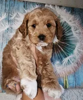 Dogzilla, a male Cockapoo for sale in Indiahoma, OK – 2 of 5
