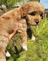 Dogzilla, a male Cockapoo for sale in Indiahoma, OK – 4 of 5