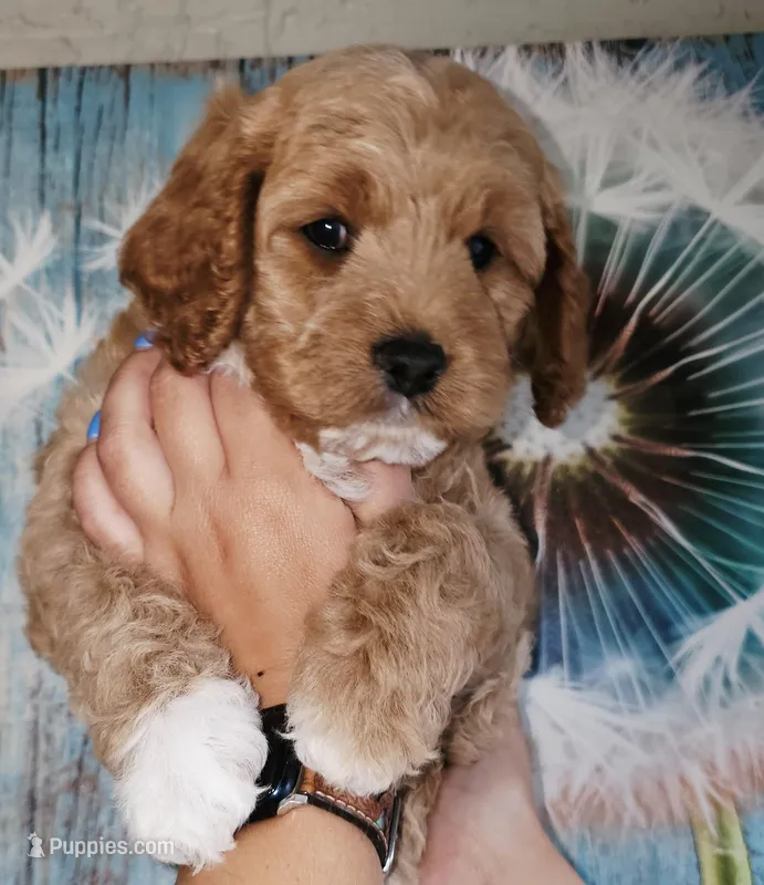 Dogzilla – Cockapoo puppy for sale in Indiahoma, OK