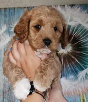 Dogzilla, a male Cockapoo for sale in Indiahoma, OK – 1 of 5