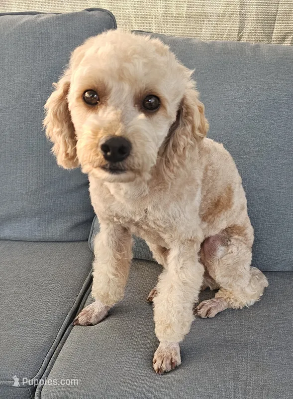 Dino – Poodle - Miniature  puppy for sale in Indiahoma, OK