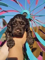 Jetty, a female Cockapoo for sale in Indiahoma, OK – 5 of 5