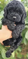 Storm, a male Cockapoo for sale in Indiahoma, OK – 3 of 10