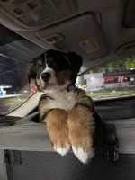 Bailey, a female Bernese Mountain Dog for sale in Hampstead, NC – 6 of 6
