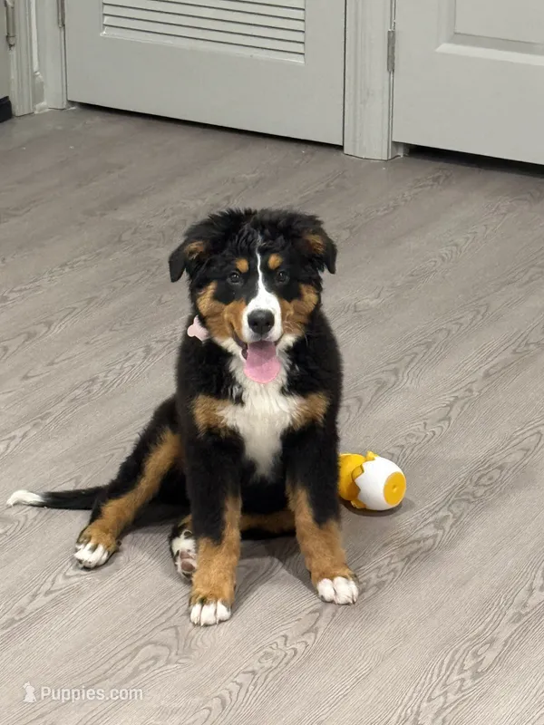 Bailey – Bernese Mountain Dog puppy for sale in Hampstead, NC