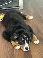 Bailey, a female Bernese Mountain Dog for sale in Hampstead, NC – 3 of 6