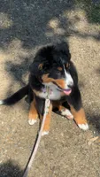 Bailey, a female Bernese Mountain Dog for sale in Hampstead, NC – 2 of 6