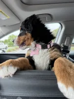 Bailey, a female Bernese Mountain Dog for sale in Hampstead, NC – 4 of 6