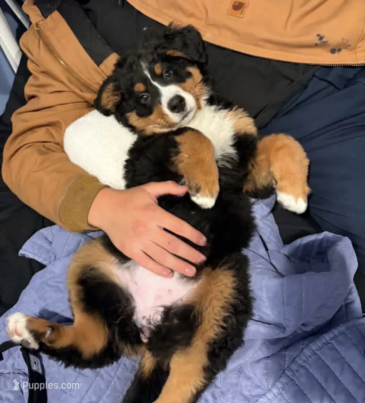 Bailey – Bernese Mountain Dog puppy for sale in Hampstead, NC