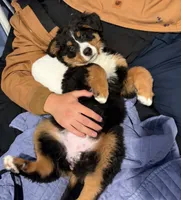 Bailey, a female Bernese Mountain Dog for sale in Hampstead, NC – 1 of 6
