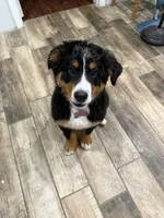 Bailey, a female Bernese Mountain Dog for sale in Hampstead, NC – 5 of 6
