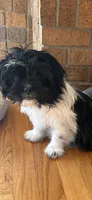 Luna, a female Shih Tzu for sale in Topeka, KS – 4 of 4