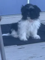 Luna, a female Shih Tzu for sale in Topeka, KS – 1 of 4