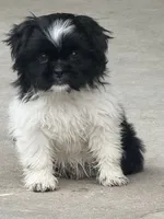 Luna, a female Shih Tzu for sale in Topeka, KS – 2 of 4