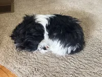 Luna, a female Shih Tzu for sale in Topeka, KS – 3 of 4