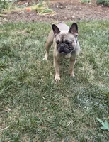 Charlie, a female French Bulldog for sale in Charlotte, NC – 2 of 3