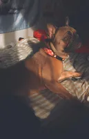 Charlie, a female French Bulldog for sale in Charlotte, NC – 3 of 3