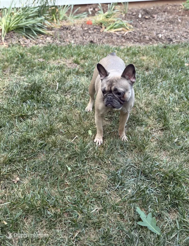 Charlie – French Bulldog puppy for sale in Charlotte, NC