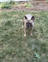 Charlie, a female French Bulldog for sale in Charlotte, NC – 1 of 3