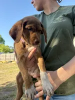 Rey, a female Goldendoodle for sale in Jacksonville, FL – 3 of 9