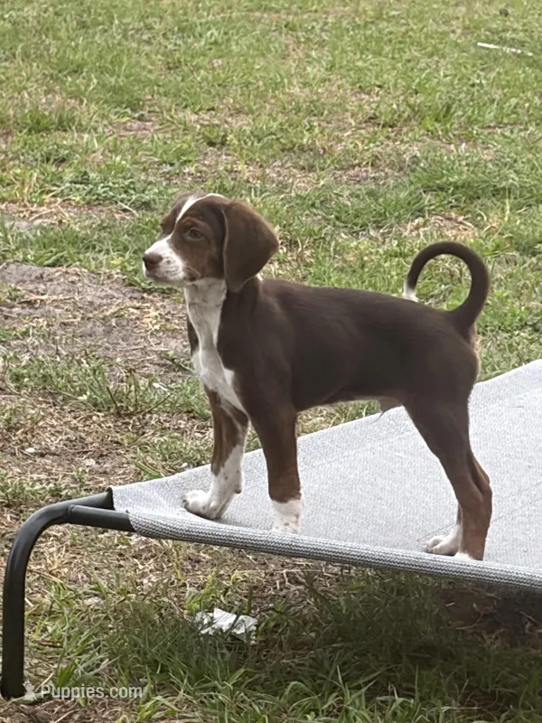 Dash, Or Best Offer – Goldendoodle puppy for sale in Jacksonville, FL