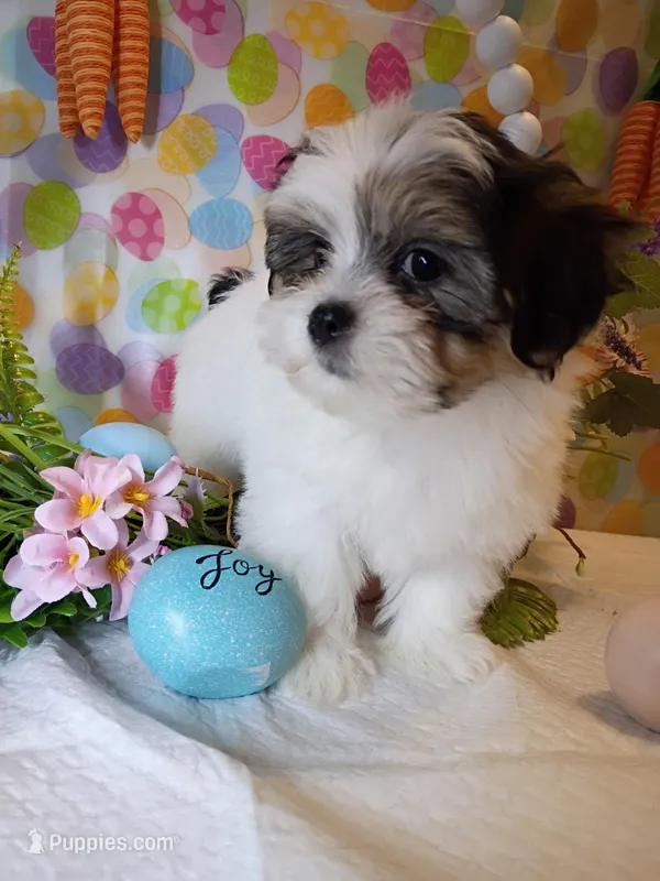 Gucci  – Mal Shi puppy for sale in Boca Raton, FL