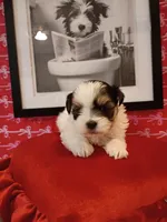 Gucci , a male Mal Shi for sale in Boca Raton, FL – Photo 2 of 3