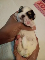 Gucci , a male Mal Shi for sale in Boca Raton, FL – Photo 3 of 3