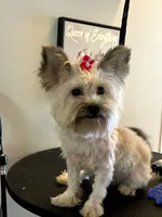 Paris , a female Shorkie for sale in Boca Raton, FL – 2 of 2