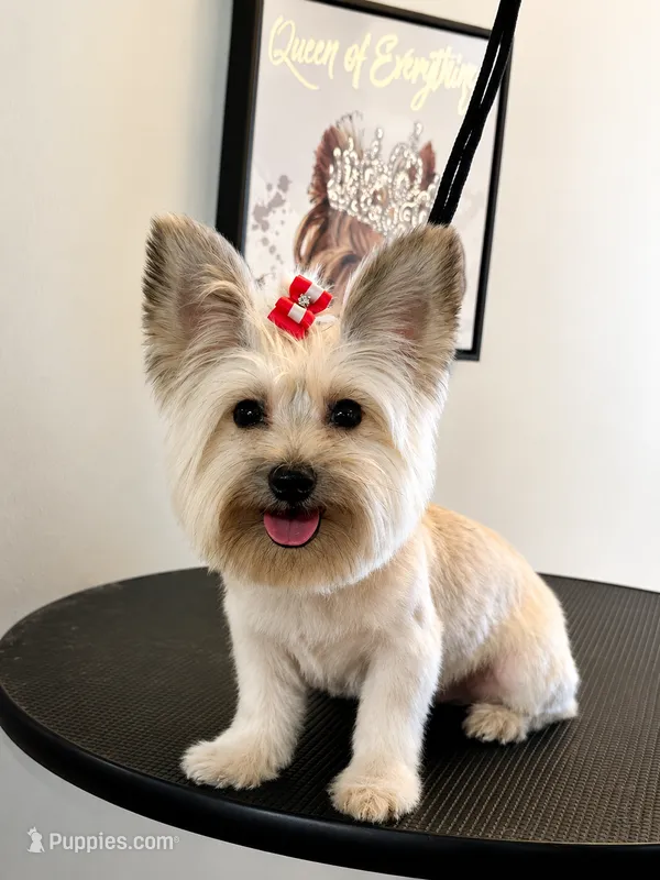 Paris  – Shorkie puppy for sale in Boca Raton, FL
